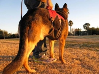 Ruffwear Web Master Plus Brush Guard Harness