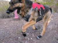 Ruffwear Grip Trex Dog Boots and Web Master Plus Brush Guard Harness