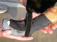 How to put on Ruffwear Grip Trex dog boots