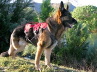 Ruffwear Web Master Plus Brush Guard