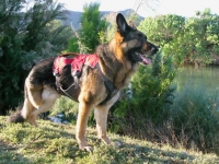Ruffwear Web Master Plus Brush Guard