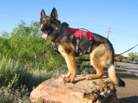 Ruffwear Web Master Plus Brush Guard