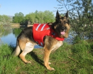 Tripawd Dog Life Jacket