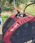 Tripawd Zuko in his Dog Stroller