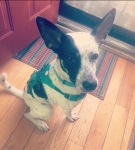 Banksy wears the Flagline harness for Tripawds