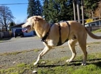 Front leg amputee Flagline harness