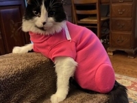 Cat Amputation Recovery Suit
