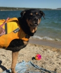 Tripawd Flotation Jacket by Ruffwear