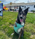 Tripawd Mogli Frank WEars Ruffwear Swamp Cooler Harness