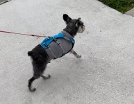 Tripawd Schnauzer Simon Floyd in Flagline Harness