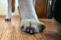 Nellie Tries Dr. Buzby's Toe Grips