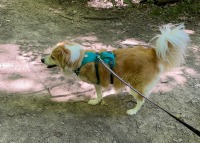 Tripawd harness on Piper