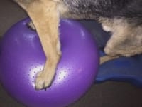 Tripawd Core Exercise