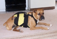 Custom Tripawd Harness