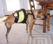 Custom Tripawd Harness