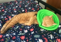 Tripawd Cat Recovery Collar