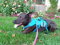 Tripawd Webmaster Harness