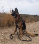 Luca Tripawd Wears Webmaster Harness