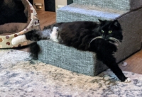 Pet steps for three-legged cat Lulu