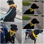 Maggie Models Tripawds Bandanna