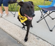 Maggie Models Tripawds Bandanna