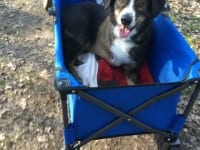 Tripawd dog stroller