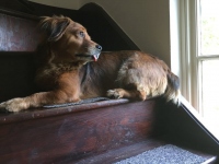 Meg Enjoys Traction Stairs