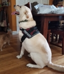 Tripawd Morty in Harness