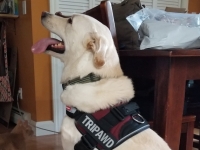 Tripawd Morty in Harness