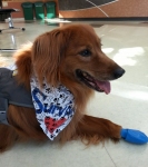 Murphy Rocks PAWz Dog Booties