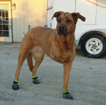 Tripawd dog with Ruffwear Skyliner Boots