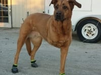 Tripawd dog with Ruffwear Skyliner Boots