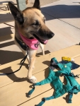Tripawd Ruffwear Flagline Harness