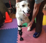 Ortho Pets Prosthetic