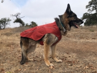 Best Tripawd Jacket