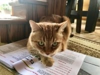 Purrkins reads TriKitty e-book