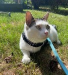 Quiggle Tests Sleepypod Martingale Cat Harness