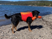 Sadie Rottweiler in Float Coat