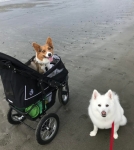 Tripawd in dog stroller