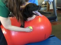Tripawd dog vet rehabilitation therapy