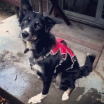 Tripawd, angular leg deformity, surgery, correction, remaining leg, webmaster, harness