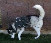 Tripawd Ziva loves her Webmaster Harness