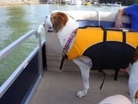 Abbey in her K9 Float Coat