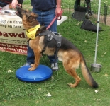 Austin works out on FitPWS balance disc