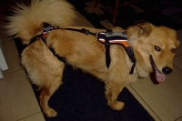 Chuy Maloney Wears the Help 'Em Up Harness