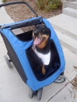 dymond in her big dog stroller