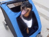 dymond in her big dog stroller