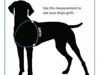 How To Measure Dog Girth for Best Harness Fit