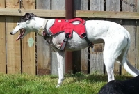 lloyd wears ruffwear webmaster harness