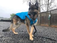 Sunshower Doggy Rain Jacket